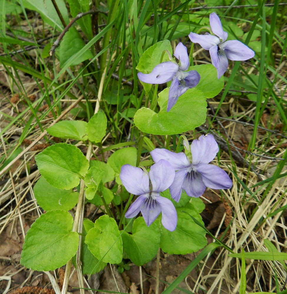 Viola riviniana - metsäorvokin teriön värissä on jonkin verran vaihtelua. Kuvassa olevalla yksilöllä väri on epätavallisen vaalea. Lajille ominainen terälehtien tyven valkoisuuskin on lähes olematonta. Myös lehdet ovat poikkeuksellisen vaaleat. Metsäorvokin teriö voi tosin joskus harvoin olla aivan valkoinenkin. EH, Asikkala, Hillilä, Syrjänsupat, suppa-alueen metsäpolun laita, 7.6.2012. Copyright Hannu Kämäräinen.