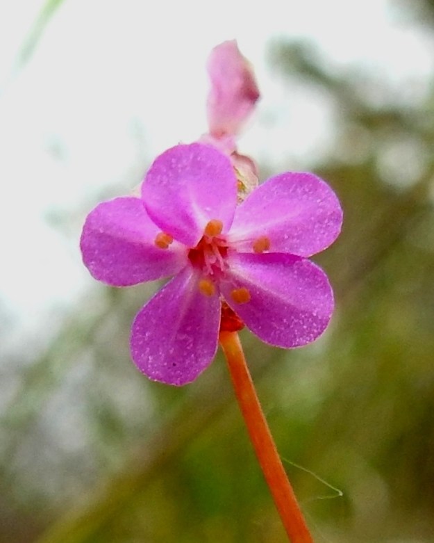 Geranium lucidum - kiiltokurjenpolven terälehdet ovat kärkiosastaan kapean vastapuikeat, pyöreä- ja ehytkärkiset. Ne ovat leveimmältä kohtaa noin 1,5-2,5 mm leveät. Emin vartalo on viisiluottinen. Luotit ovat vaaleanpunertavat ja aktivoituessaan kääntyvät säteittäisesti sivulle. Kuvan kukassa luotit ovat juuri nousemassa teriön nielusta näkyville. 22.5.2025. Copyright Hannu Kämäräinen.