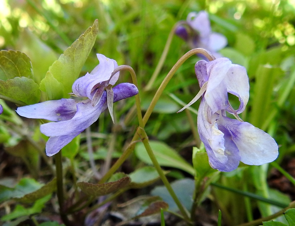 Viola reichenbachiana - pyökkiorvokin teriö on sinipunainen ja tavallisesti noin 12-18 mm pitkä. Sen läheisin sisarlaji on yleinen metsäorvokki, V. riviniana, jota tavataan seuralaisena ilmeisesti kaikilla Ahvenanmaan kasvupaikoilla. Metsäorvokin teriö on sininen ja keskimäärin kookkaampi, noin 15-25 mm pitkä. 19.5.2025. Copyright Hannu Kämäräinen.