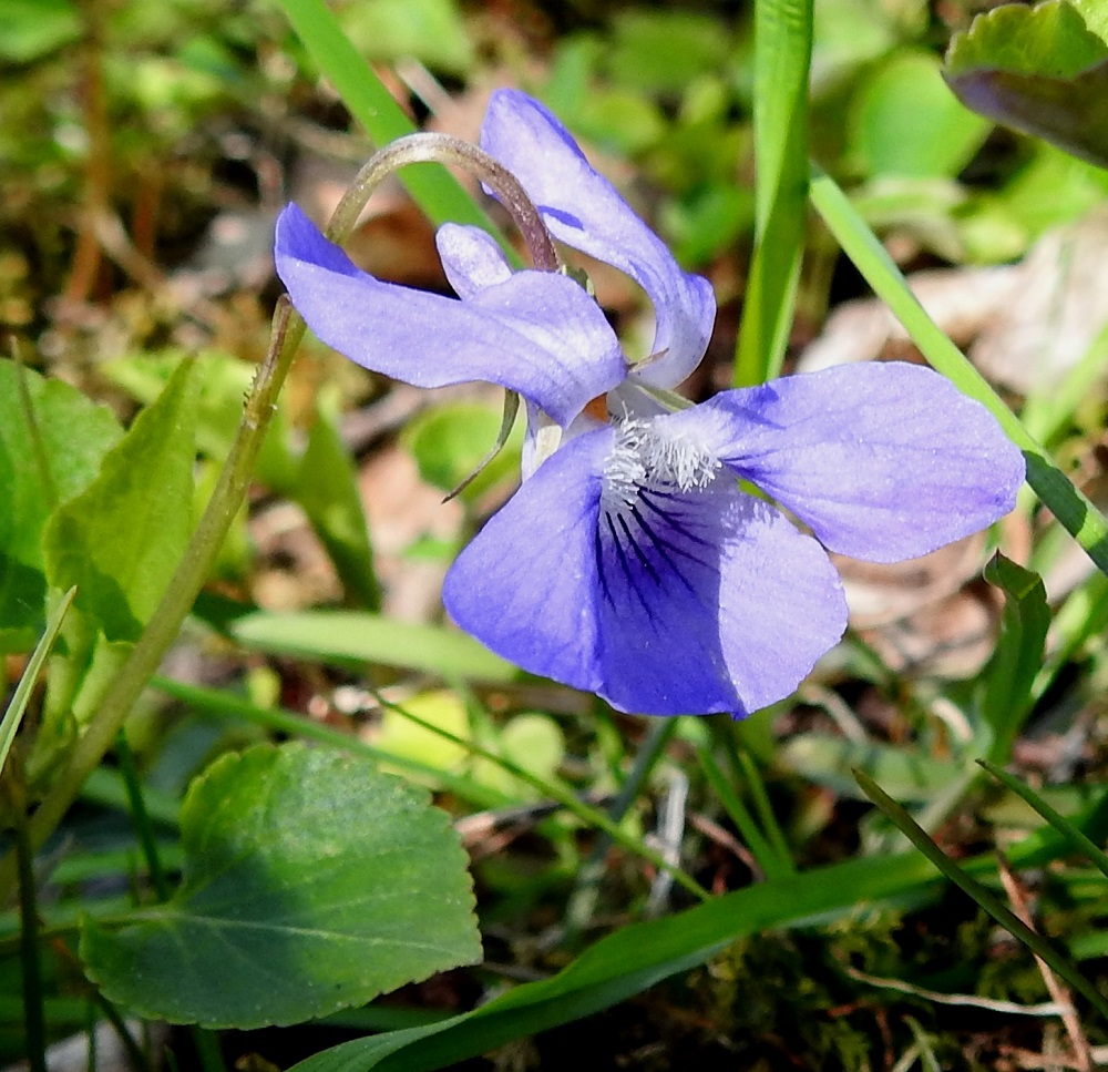 Viola reichenbachiana x riviniana - pyökkiorvokin ja metsäorvokin risteymän terälehdet voivat olla pyökkiorvokin tavoin hyvin kapeat ja täysin toisistaan erilliset. Kuvan yksilö on kannusta myöten sininen, ja pyökkiorvokkiin sopimattomasti kaikkien terälehtien tyvi on vaalea tai valkoinen. Myös teriön koko, joka ei kuvassa näy, on pyökkiorvokille liian suuri. 19.5.2025. Copyright Hannu Kämäräinen.