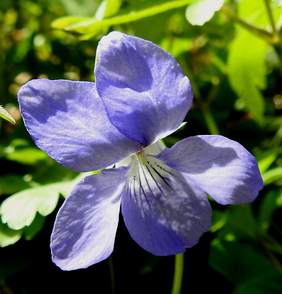 Viola riviniana - metsäorvokin kukan neljä ylempää terälehteä ovat leveähkön vastapuikeat ja yleensä limittäiset sekä pyöreähköpäiset. Ne ovat useimmiten noin 13-18 mm pitkät ja leveimmältä kohtaa noin 6-10 mm leveät. Alaviistoon osoittavien terälehtien tyviosassa on tiheä ryhmä läpinäkyviä karvoja. Alimmainen, kannuksellinen terälehti on leveähkön vastapuikea, pyöreä-, tylppä- tai lovipäinen ja ilman kannusta noin muiden terälehtien pituinen ja noin 8-10 mm leveä. A, Lemland, Nåtö, saaren pohjoisosan luonnonsuojelualue, pähkinälehto, 18.5.2025. Copyright Hannu Kämäräinen.