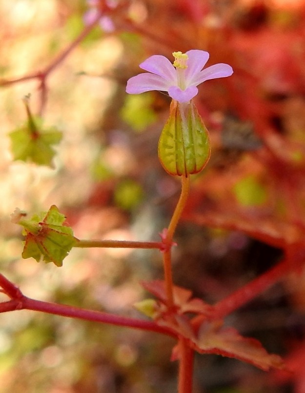 Geranium lucidum - kiiltokurjenpolven terälehtien kokonaispituus on tavallisesti noin 7-9 mm. Terälehdissä on pystyn verhiön vuoksi hyvin pitkä, kapea ja piiloon jäävä tyvi- eli kynsiosa. Terälehden kärkiosa taittuu verhiön reunan kohdalta sivulle. Suomalaisista kurjenpolvilajeista vain haisukurjenpolvella, G. robertianum, on vastaava verhiö- ja terälehtirakenne. Muilla lajeilla verholehdet ovat enemmän tai vähemmän siirottavat ja terälehdet lyhytkyntiset. Kiiltokurjenpolven kukkaperä on nuppuvaiheessa nuokkuva ja kukintavaiheessa pysty tai yläviisto sekä yleensä noin 5-8 mm pitkä. 21.6.2023. Copyright Hannu Kämäräinen.