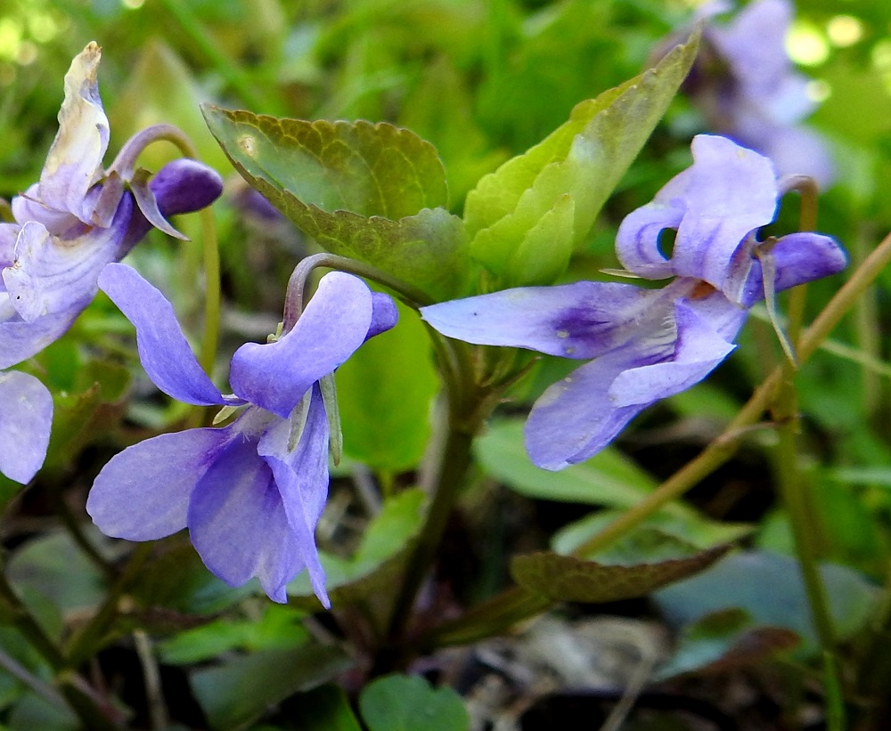 Viola reichenbachiana - pyökkiorvokin, kuten muidenkin sini- tai sinipunateriöisten orvokkien, silmään tai kameran linssiin välittyvän värisävyn ratkaisee kulloinenkin valon määrä ja suunta. Kuvassa saman yksilön keskimmäinen teriö näyttää eniten vaaleansiniseltä. Rajankäynti metsäorvokkiin on kuitenkin selkeä, sillä pyökkiorvokin terälehdet ovat kapeat, eivätkä ne ole limittäiset. Lisäksi kannus on sinipunainen ja usein muuta teriötä tummempi. Metsäorvokin terälehdet ovat leveähkön vastapuikeat ja limittäiset. Kannus on valkoinen tai vaaleansininen. 19.5.2025. Copyright Hannu Kämäräinen.