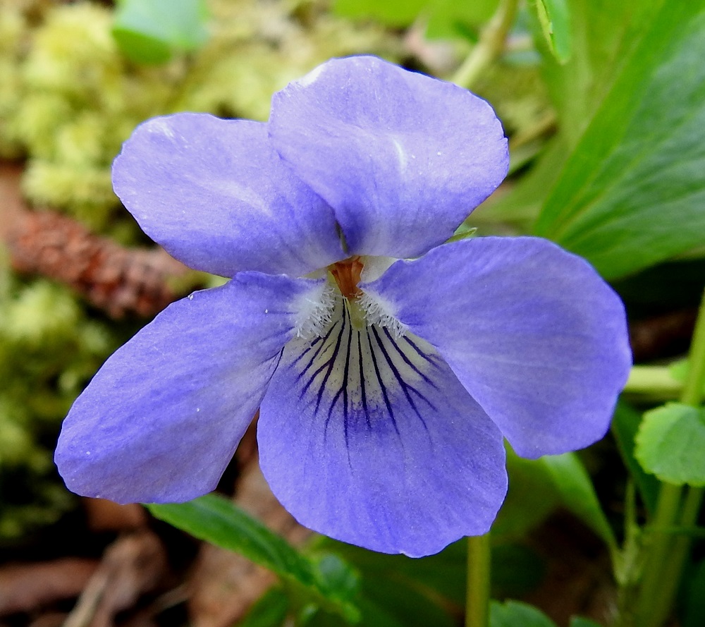 Viola riviniana - metsäorvokin terälehtien suonien väri ei juurikaan poikkea pohjaväristä muualla paitsi alimman terälehden peräosassa, jossa yleisväriä tummemmat suonet näkyvät hyvin valkoista taustaa vasten ja ohjaavat hyönteisiä kohti teriön nielua. Oranssinvärisiä ja tiiviisti sikiäimen ympärillä olevia heteitä on viisi ja uloimpana on emin ainokainen luotti. A, Lemland, Nåtö, saaren pohjoisosan luonnonsuojelualue, pähkinälehto, 18.5.2025. Copyright Hannu Kämäräinen.