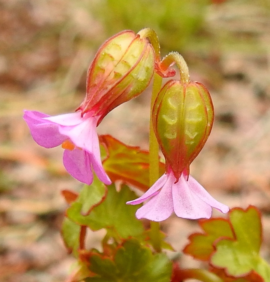 Geranium lucidum - kiiltokurjenpolven verhiö on erilehtinen ja pullea. Verholehtiä on viisi. Ne ovat pystyt, soikeanpuikeat, suippokärkiset ja otapäiset sekä vihreät tai punakirjavat ja hyvin lyhyesti nystykarvaiset. Laidat ovat sisäänkääntyneet niin, että reunat nousevat palteiksi. Reunapalteiden ja keskisuonen välissä on poikittaisia, harjumaisia kurttuja. Pituutta verholehdillä on tavallisesti noin 4-6 mm ja leveyttä leveimmältä kohtaa noin 1,5-2 mm. Odan osuus pituudesta on noin 0,2-0,4 mm. Kukkaperä on toispuolisesti hyvin lyhyen kähäräkarvainen ja nystykarvainen. 22.5.2025. Copyright Hannu Kämäräinen.