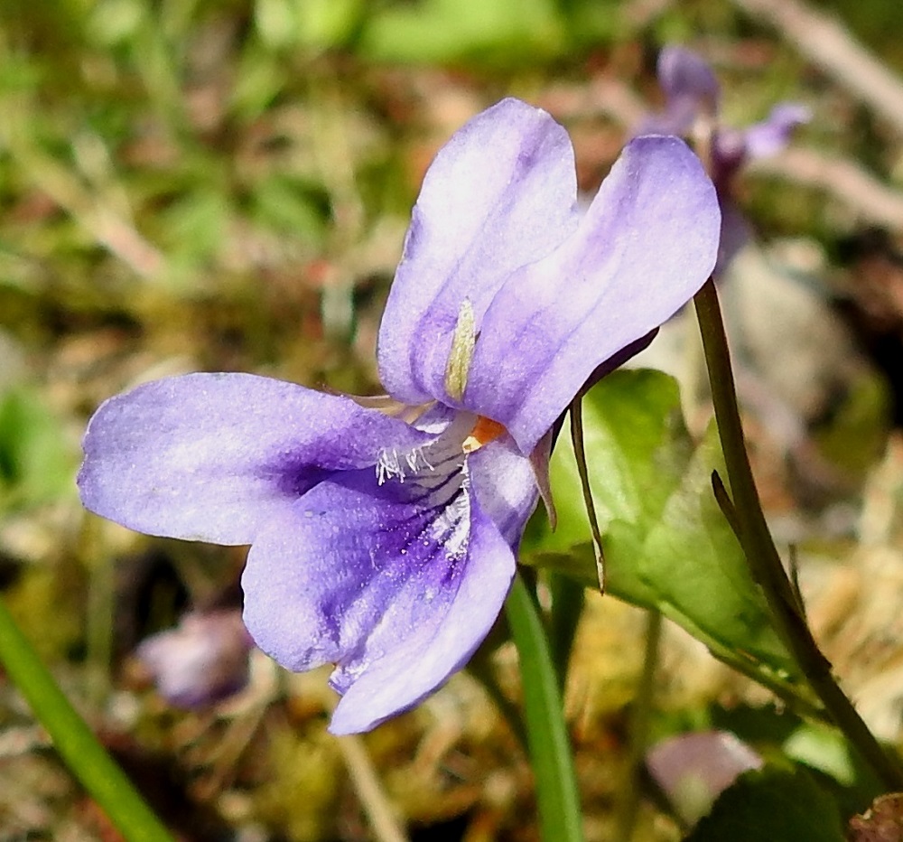 Viola reichenbachiana - pyökkiorvokin terälehdistä kaksi on orvokkien tapaan suuntautunut ylös ja kaksi kyljittäin kääntyneinä alaviistoon. Nämä neljä terälehteä ovat kapean vastapuikeat, pyöreäpäiset, tyveen saakka sinipunaiset ja useimmiten noin 8-14 mm pitkät sekä leveimmältä kohtaa noin 4-6 mm leveät. Alaviistoon osoittavien terälehtien tyviosassa on tiheä ryhmä läpinäkyviä karvoja. 19.5.2025. Copyright Hannu Kämäräinen.