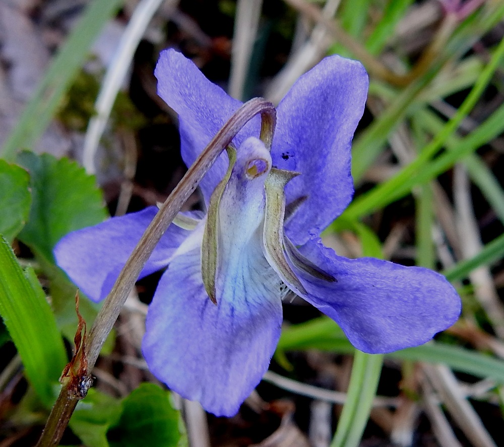 Viola reichenbachiana x riviniana - pyökkiorvokin ja metsäorvokin risteymän kuvassa oleva teriö on puolestaan hyvin metsäorvokin oloinen malliltaan, kooltaan ja väriltään. Ensimmäisen epäilyn siemenen kylvää kuitenkin muurahaisten puhkoma, sinertävä kannus, koska kasvusaaren metsäorvokeilla se näyttää olevan valkoinen, kuten edellä on jo todettu. Risteymämäärityksen vahvistavat poikkileikatun tylpät ja lyhyet verholehtien tyvilisäkkeet. 19.5.2025. Copyright Hannu Kämäräinen.
