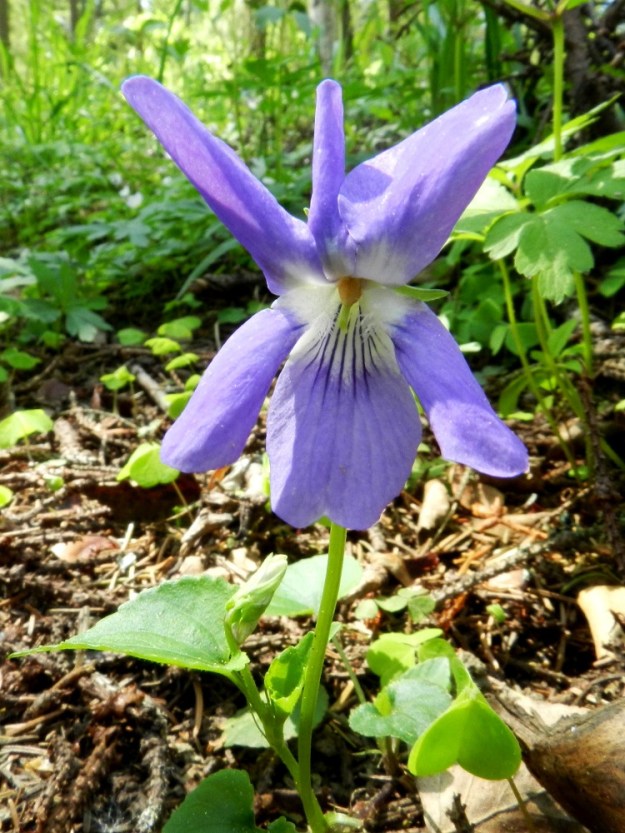Viola riviniana - metsäorvokin, kuten muidenkin orvokkien kukassa on aina samankaltaisella jaolla viisi terälehteä, kaksi ylöspäin, kaksi alaviistoon sivulle ja yksi kannuksellinen alaspäin. Sitä hauskempaa on huomata luonnon joskus leikittelevän tälläkin itsestään selvyydellä loihtimalla joukkoon kuudennen terälehden ylös keskelle. EH, Hämeenlinna, Loimalahti Hirsimäki, omakotialueen takainen metsäalue Näsiäntien varrella, 22.5.2011. Copyright Hannu Kämäräinen.