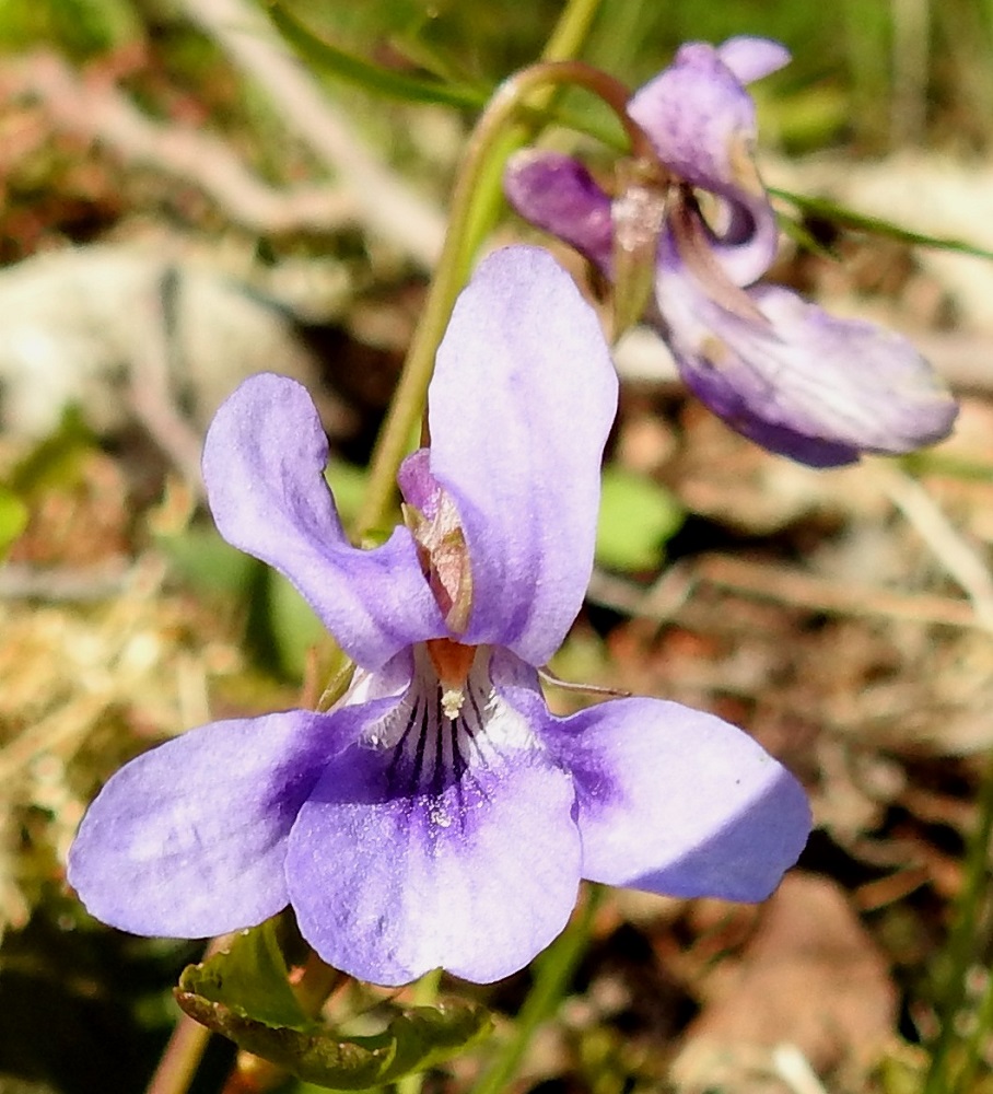 Viola reichenbachiana - pyökkiorvokin alimmainen, kannuksellinen terälehti on muita leveämmän vastapuikea, pyöreä- tai lovipäinen ja ilman kannusta noin muiden terälehtien pituinen sekä leveimmältä kohtaa noin 7-8 mm leveä. Sen peräosan tumma suonitus valkoista väriä vasten toimii mesiviittoina hyönteisille kohti mettä sisältävää kannusta. Oranssinvärisiä ja tiiviisti sikiäimen ympärillä olevia heteitä on viisi, Emi on yksivartaloinen ja -luottinen. 19.5.2025. Copyright Hannu Kämäräinen.
