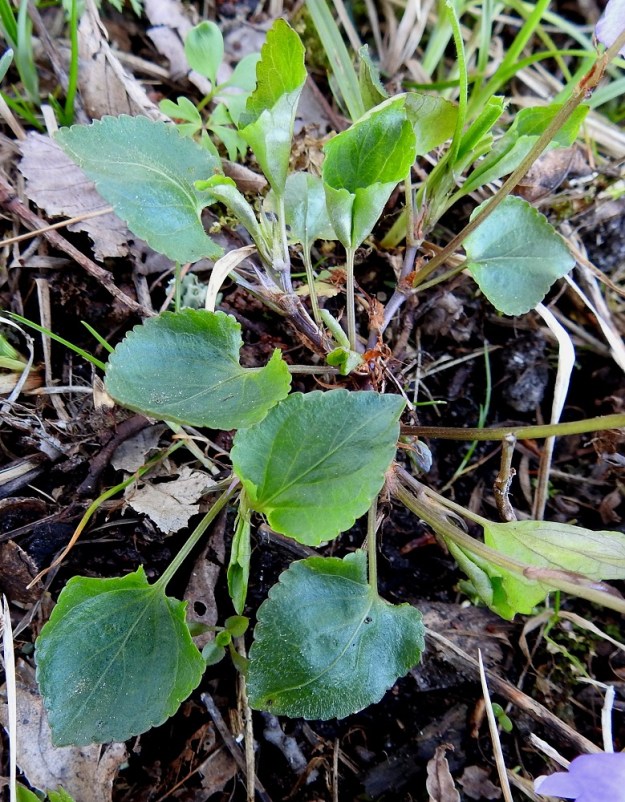 Viola reichenbachiana x riviniana - pyökkiorvokin ja metsäorvokin risteymän kuvassa olevat ruusuke- ja varsilehdet eivät mitenkään poikkea kantalajien lehdistä. Kantalajeja, saati risteymää, ei voikaan määrittää ilman kukintoja. 19.5.2025. Copyright Hannu Kämäräinen.