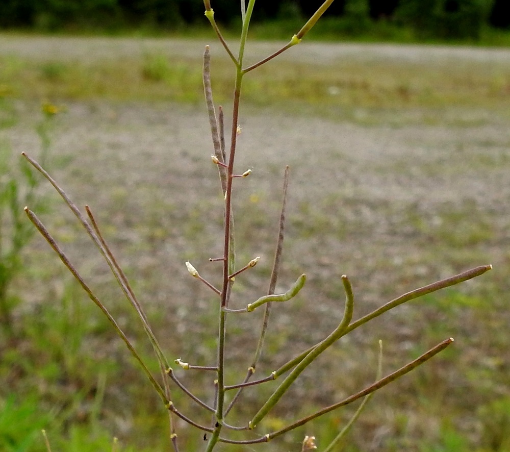 Arabidopsis arenosa - hietalituruohon lituperä on ohut, siirottava ja yleensä noin 7-10 mm pitkä. Litu on tasasoukka, liereä tai litteähkö, kalju, tavallisesti noin 20-40 mm pitkä ja noin 1 mm leveä. Se on noin neljästä viiteen kertaa peränsä pituinen. Lidun ja perän rajassa oleva kukkapohjuspaksunnos on selvästi erottuva toisin kuin ruotsinlituruoholla. Lidun kärjessä on sitä kapeampi emin vartalon ja luotin muodostama ota, joka on noin 0,5-1 mm pitkä. Välikalvo erottaa lidun kahteen osaan, joista molemmat ovat monisiemenisiä. Soikeahkot ja noin 1 mm pitkät siemenet erottuvat lidusta kohoumina. EH, Kouvola, Kuusankoski, Voikkaa, vanha, suurimmaksi osaksi pois käytöstä oleva ratapiha-alue Kuusaantien, Myllytien ja tehdasalueen kolmiossa, 31.7.2017. Copyright Hannu Kämäräinen.