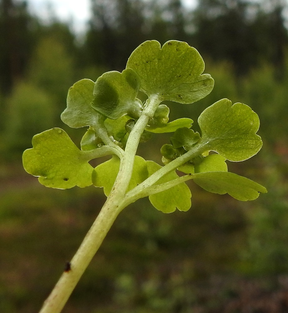 Chrysosplenium tetrandrum - lapinlinnunsilmän varsi ja lehdet ovat lähes tai aivan kaljut. KiL, Kittilä, Kiistala, Kiistalantien (tie 9552) itäpuoli, tien alittavan Hanhiojan varren vetiset, lettoiset ja lähteikköiset suoalueet Kevuvaaran ja Karhakistolaen välissä, suon ylittävän sähkölinjan luoteispuolella, suoalueen laitarämeellä oleva lähteikköalue, n. 200 m mpy, 7.7.2025. Copyright Hannu Kämäräinen.