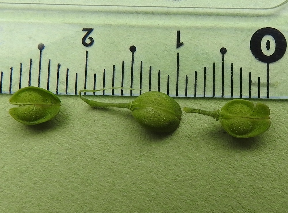 Lepidium campestre - kenttäkrassin hedelmälitu on tavallisesti noin 5-6 mm pitkä ja leveimmältä kohtaa noin 3,5-4,5 mm leveä. Se on pinnaltaan tiheästi suomumaisen rakkulainen. V, Naantali, sataman viljavarastoalue, ratapohja ja sen laiteet Satamatien ja Viljatien risteyksen länsipuolella, 26.6.2019. Copyright Hannu Kämäräinen.