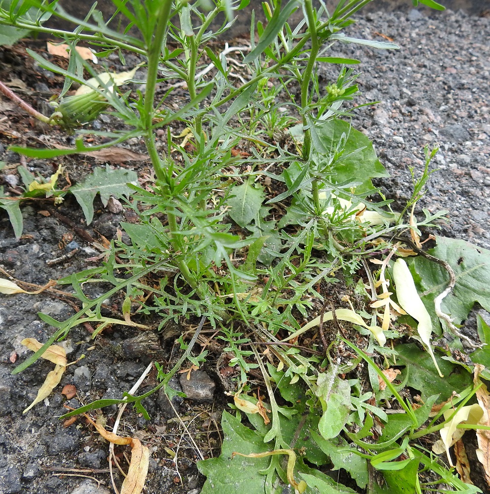 Lepidium ruderale - pihakrassin aluslehdet ja alimmat varsilehdet ovat ruodilliset ja tavallisesti yhdestä kahteen kertaa kapean pariliuskaiset. Ruoti on useimmiten noin 0,5-2,5 cm pitkä. Lehtilapa on yleensä noin 1,5-5 cm pitkä ja liuskoineen leveimmältä kohtaa noin 0,5-1,5 cm leveä. Lajin pääjuuri on pysty tai vino, haaraton tai haarova ja vaalea (yksi juuri näkyy kuvan oikeassa reunassa). 22.6.2025. Copyright Hannu Kämäräinen.