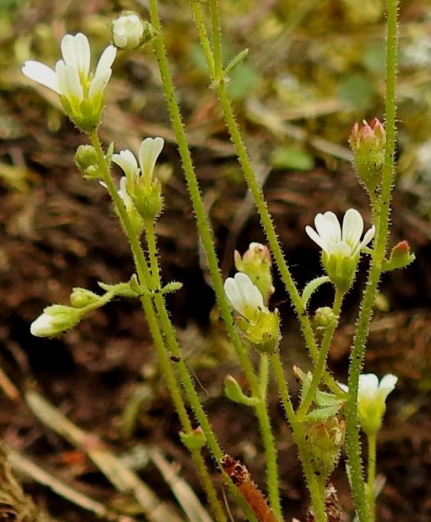 Saxifraga adscendens - kalliorikon oheisessa kuvassa kotavaiheisia kukkia on kolme. Parhaiten niistä erottuu oikean laidan ylimmäinen. Kota on pysty, kaksiosainen, pitkänpyöreä ja monisiemeninen. Se on yleensä noin 5 mm pitkä, noin 3 mm paksu ja jää kukkapohjuksen sisään kärjen ulottuessa enintään verhiönliuskojen tasalle. Kotaperä on noin kodan mittainen. V, Lohja, Karjalohja, Torhola, Lohjanjärveen pistävä, kapea, pitkä Karkalinniemi, Karkalin luonnonpuisto, rantakallio, 23.6.2025. Copyright Hannu Kämäräinen.