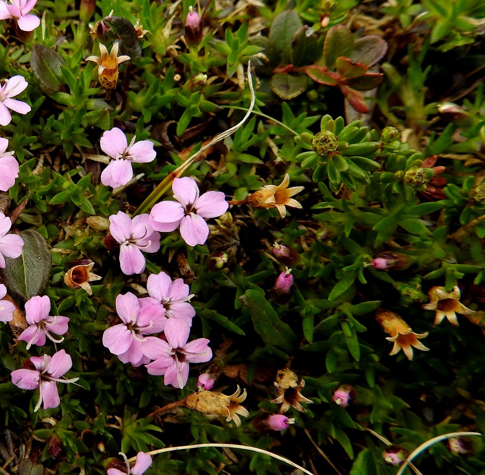 Silene acaulis - tunturikohokin kota on lieriömäinen, tavallisesti noin 8-12 mm pitkä ja noin 3,5-4 mm paksu. Se on noin puolestatoista kahteen kertaa verhiön mittainen ja päästään kuusiliuskaisesti avautuva. Liuskat kaartuvat jyrkästi sivulle. Kuvan avautuneet kodat ovat edelliseltä kasvukaudelta. EnL, Enontekiö, Kilpisjärvi, Saanan luoteisrinne, tunturipaljakka, 745 m mpy, 5.7.2018. Copyright Hannu Kämäräinen.