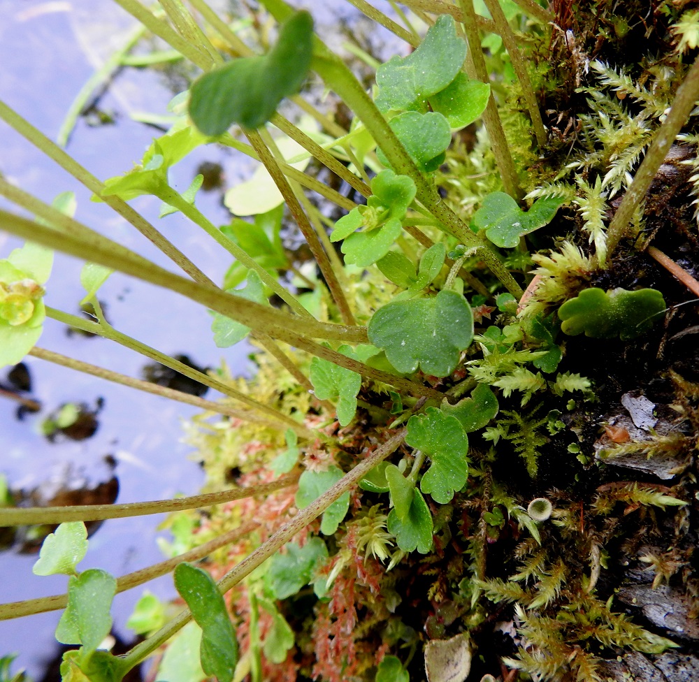 Chrysosplenium tetrandrum - lapinlinnunsilmän varsilehtien lapa on puolipyöreä - pyöreähkö, harva- ja leveänyhäinen ja tyveltään suorahko tai alimmassa herttamainen. Se on yleensä noin 3-10 mm pitkä ja noin 5-12 mm leveä. Varsilehtien ruoti on noin 3-15 mm pitkä. Varret ovat lähes liereät tai matalasärmäiset, vihreät tai ruskehtavanvihreät ja tyveltään usein ruskehtavapilkkuiset. Toisin kuin lapinlinnunsilmällä kevätlinnunsilmän lehdet ja ainakin varsien alaosa ovat karvaiset. KiL, Kittilä, Rouravaara, Pokantien (tie 9552) luoteispuoli, laajan Pahasvuoman suoalueen Nuutijokeen rajautuva itälaita, metsäsaarekkeen ja avoimen, vetisen suon rajalla oleva lähteikköalue, 230-235 m mpy, 7.7.2025. Copyright Hannu Kämäräinen.