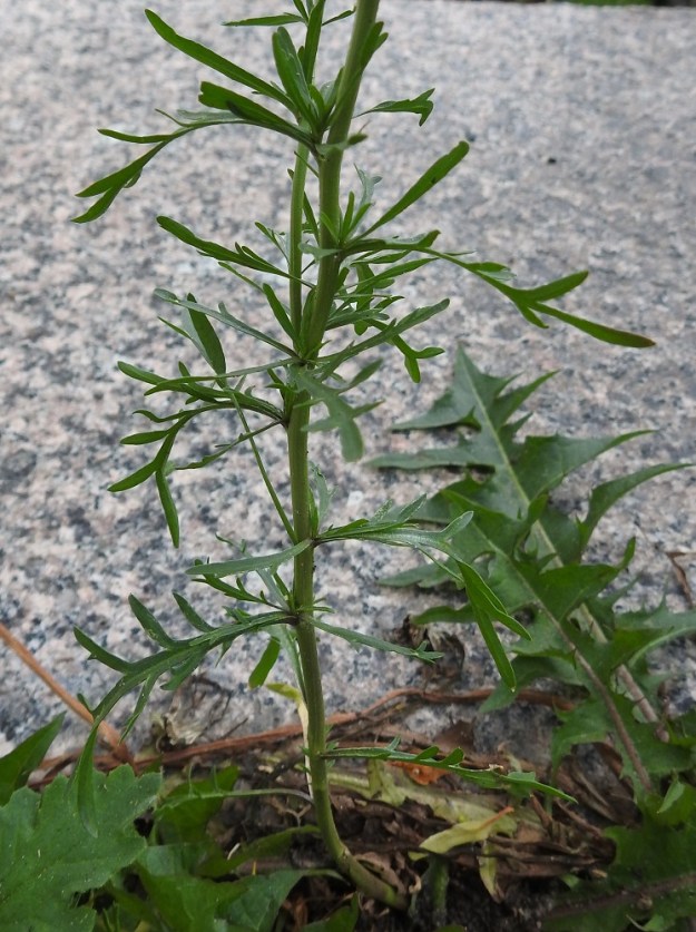 Lepidium ruderale - pihakrassin varsilehdet ovat usein aika korkeallekin asti liuskaiset, kun ratakrassilla ja rikkakrassilla, L. neglectum, liuskaisia lehtiä on yleensä vain lähempänä tyveä. Kukinnan jatkuessa krassien tyvilehdet ja alhaalta alkaen sekä ylöspäin edeten varsilehdetkin alkavat kellastua ja kuihtua pois. Pihakrassin varsi on liereähkö tai hyvin matalasärmäinen, vihreä tai kellanvihreä ja kalju tai vaihtelevasti hyvin lyhytkarvainen. 22.6.2025. Copyright Hannu Kämäräinen.