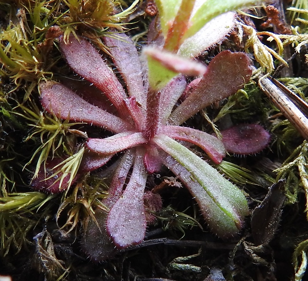 Saxifraga adscendens - kalliorikon aluslehtiruusuke kasvaa ensimmäisenä vuotena ja talvehtii. Aluslehdet ovat kapean vastapuikeat, kiilatyviset tai lähes kielimäiset. Alemmissa lehdissä on pitkänpyöreähkö kärkiosa, joka kapenee tasaisesti pitkähköksi ruotiosaksi. Alimpien lehtien kärkiosa on yleensä lähes tai aivan ehytlaitainen. Niiden päällä olevien lehtien kärkiosa on päästään tavallisesti kolme- ja harvemmin viisihampainen. Ylimmät aluslehdet ovat lähes tasasoukan kielimäiset ja kärjestään ehytlaitaiset tai niukkahampaiset. Aluslehdet ovat nystykarvaiset, vihreät tai punertavat ja aika pitkään säilyvät. Ne ovat useimmiten noin 10-20 mm pitkät ja leveimmältä kohtaa noin 3-7 mm leveät. 30.5.2025. Copyright Hannu Kämäräinen.