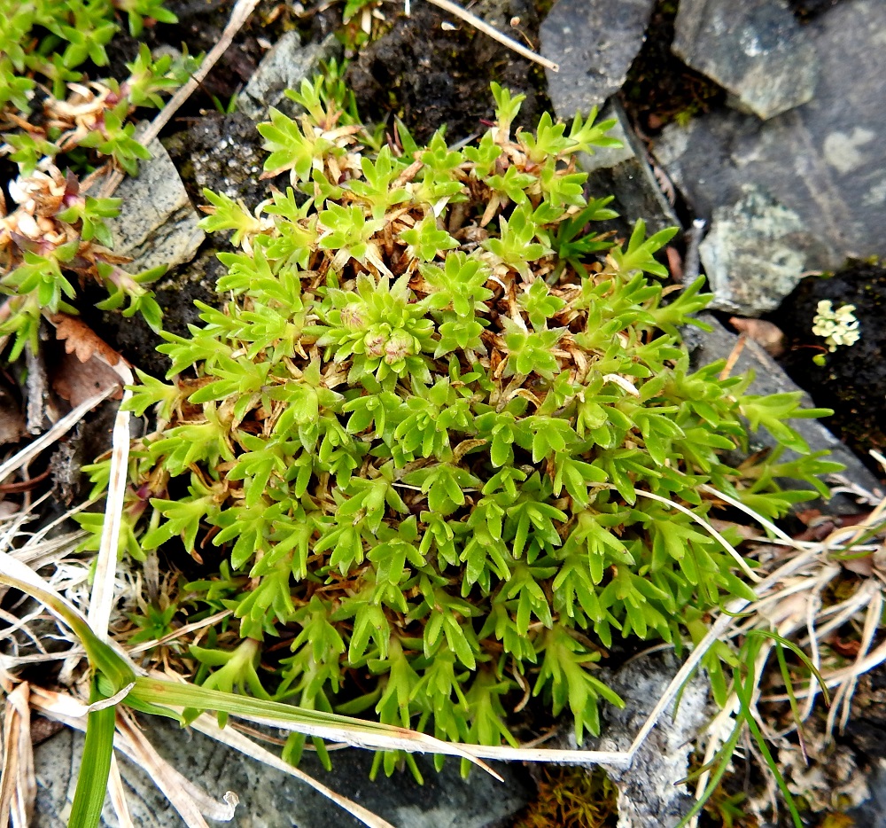 Silene acaulis - tunturikohokin uusissa versoissa on tiheästi vastakkain ja ristikkäin neljästä kuuteen lehtiparia. Lehdet ovat ruodittomat, neulasmaiset tai kapean kielimäiset ja yleensä noin 5-10 mm pitkät sekä noin 1-1,5 mm leveät. EnL, Enontekiö, Kilpisjärvi, Saanan luoteisrinne, tunturipaljakka, 745 m mpy, 5.7.2018. Copyright Hannu Kämäräinen.