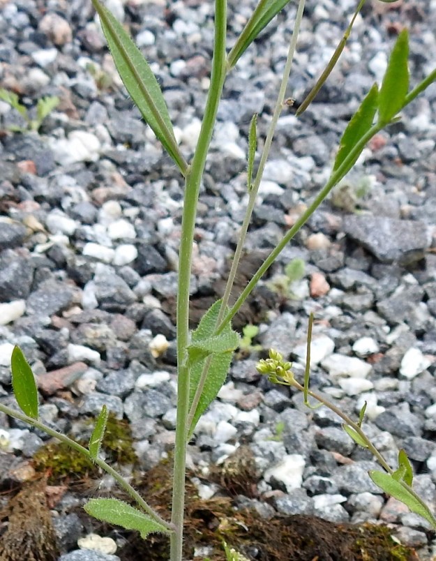 Arabidopsis arenosa - hietalituruohon varsien ja haarojen lehdet ovat kierteisesti. Varsinkin ylemmät niistä ovat suikeat tai kapean vastapuikeat, lähes tai aivan ruodittomat ja vaihtelevasti hammaslaitaiset tai ehytlaitaiset. Pituutta niillä on yleensä noin 2-7 cm ja leveyttä leveimmältä kohtaa noin 0,2-2 cm. V, Turku, Iso-Heikkilä, Härkämäen luoteispuoli, Postikadun pää, terminaalialueen laitasoraikko, 28.5.2021. Copyright Hannu Kämäräinen.