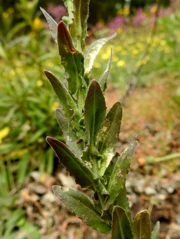 Lepidium campestre - kenttäkrassin varsilehdet ovat lukuisat, ja ne ovat varrella kierteisesti. Alimpia lukuun ottamatta ne ovat ruodittomat, nuolityvisesti sepivät ja kapeanpuikeat, kapean vastapuikeat tai varren yläosassa lähes suikeat sekä terävän tai tylpän suippokärkiset. Ne ovat laidoiltaan harvakseen terävähampaiset tai nirhalaitaiset. Pituutta niillä on yleensä noin 1,5-8 cm ja leveyttä leveimmältä kohtaa noin 0,4-2 cm. EH, Nokia, Sarpatti, Maatialanharjun länsipää, Nokianvaltatien reunaan rajoittuva harjun alarinne, 12.6.2019. Copyright Hannu Kämäräinen.