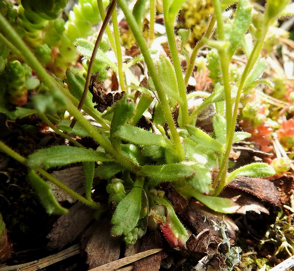 Saxifraga adscendens - kalliorikon aluslehtiruusukkeen säilyvyydessä näyttää kuitenkin olevan eroja samallakin kasvupaikalla. Kuvan monivartisen yksilön aluslehtiruusuke on lähes kokonaan kuihtunut ja kuollut jo toukokuun lopussa. Vain muutama ylimpänä ollut aluslehti on elävänä jäljellä. 30.5.2025. Copyright Hannu Kämäräinen.