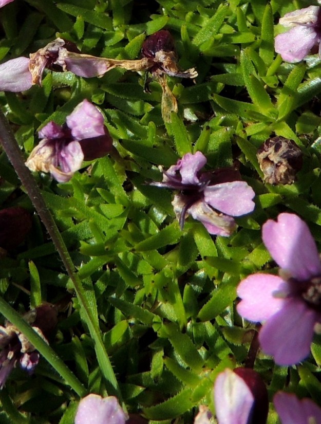 Silene acaulis - tunturikohokin lehdet ovat ainakin tyviosasta mutta usein koko pituudeltaankin ripsireunaiset ja muuten kaljut. EnL, Enontekiö, Kilpisjärvi, Saanan lakialuepaljakka, 1 015 m mpy, 17.7.2013. Copyright Hannu Kämäräinen.