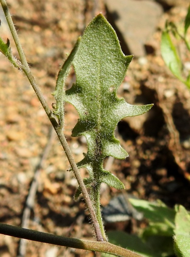 Arabidopsis arenosa - hietalituruohon alimmat varsilehdet voivat olla ruodilliset ja muutenkin ruusukelehtien kaltaiset. Ruusukelehtien ja ainakin alempien varsilehtien yläpinta on tavallisesti tähti- ja hapsikarvainen. Ylempien varsilehtien yläpinta on toisinaan vähäkarvaisempi. EH, Hämeenlinna, Käikälä, Kirkkokallion etelätyveä kulkeva junarata, 10.6.2017. Copyright Hannu Kämäräinen.
