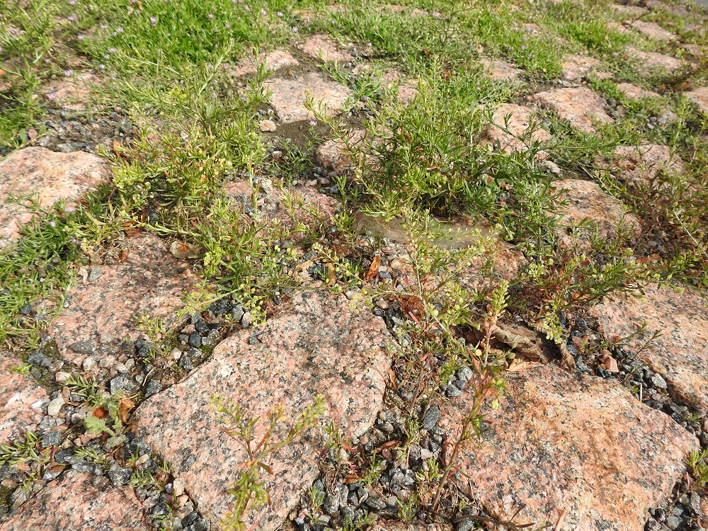 Lepidium ruderale - pihakrassin kasvupaikat ovat yleensä vanhan asutuksen piirissä. Se suosii useimmiten hyvin karuja juurensijoja lähinnä pihoilla, puistoissa, kadunlaiteilla, toreilla, kivetyillä alueilla, kentillä, joutomailla ja harvoin ratakrassin suosimilla rautateillä. 22.6.2025. Copyright Hannu Kämäräinen.