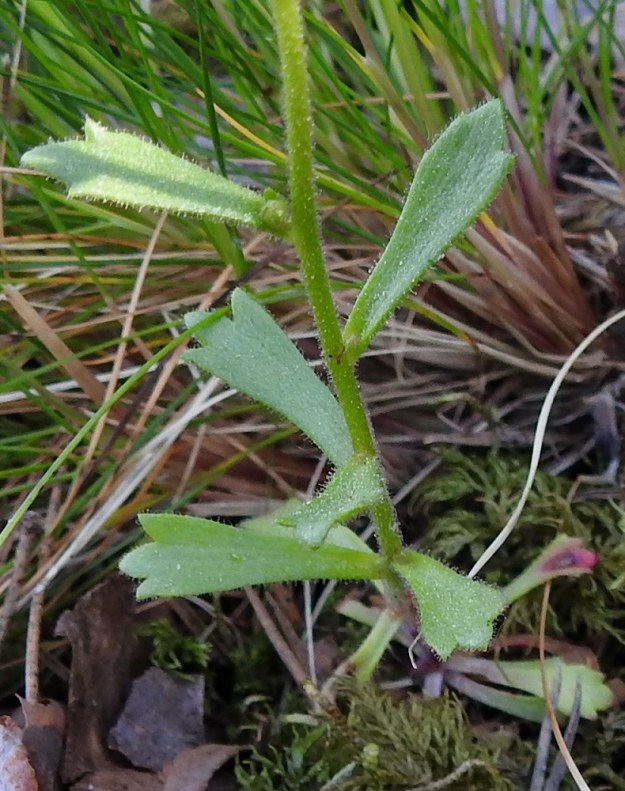 Saxifraga adscendens - kalliorikon varsilehdet ovat kierteisesti. Ne ovat ruodittomat, kapean vastapuikeat ja tasaisen kiilamaisesti tyveä kohti kapenevat tai latvahaaroissa suikeat. Kärki on (1-)3(-5)-hampainen ja suikeissa lehdissä ehyt. Varsilehdet ovat useimmiten vihreät tai harvemmin punertavat, nystykarvaiset ja tavallisesti noin 5-20 mm pitkät sekä leveimmältä kohtaa noin 2-7 mm leveät. 30.5.2025. Copyright Hannu Kämäräinen.
