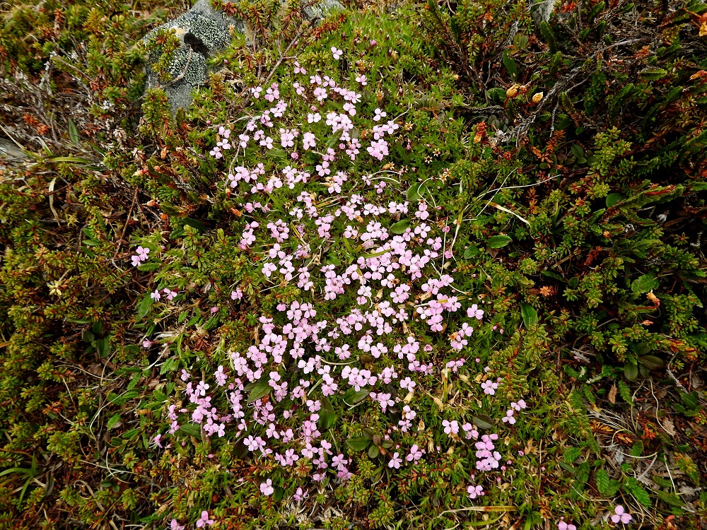 Silene acaulis - tunturikohokki on alkuperäinen laji Suomessa, ja sitä esiintyy yleisehkönä Enontekiön Lapin ja Inarin Lapin sekä harvinaisena Sompion Lapin eliömaakunnissa. Laji on kalkinsuosija ja kasvaa tuntureiden kallioisilla paljakkarinteillä, lumenviipymäpaikoilla sekä hiekkaisilla ja soraisilla puron-, joen- ja järvenrannoilla. Se on uhanalaisuusluokituksessa todettu silmälläpidettäväksi (NT) lajiksi. Luokitukseen on vaikuttanut erityisesti yksilöiden määrän merkittävä vähentyminen. Kuvassa tunturikohokin elintilaa jakaa ja rajaa mm. pohjanvariksenmarja, Empetrum nigrum subsp. hermaphroditum. EnL, Enontekiö, Kilpisjärvi, Saanan luoteisrinne, 745 m mpy, tunturipaljakka, 5.7.2018. Copyright Hannu Kämäräinen.