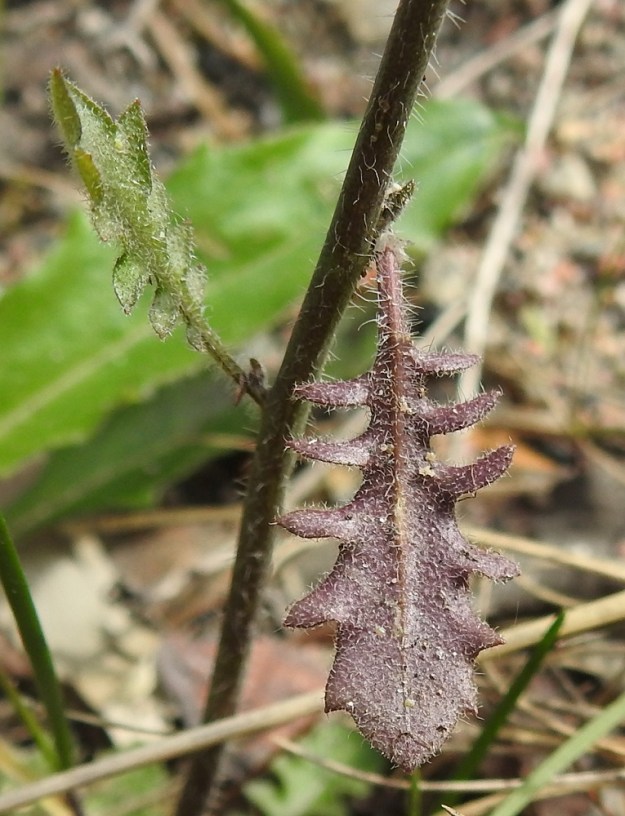 Arabidopsis arenosa - hietalituruohon lehdet ovat molemmin puolin vihreät tai ruodeistaan ja alapinnaltaan enemmän tai vähemmän sinipunaiset. Myös lehtien alapuoli on tähtikarvainen ja hapsikarvainen. Kn, Kuusamo, Kuolion ja Tavelan kylien välinen osuus, Ouluntien (tie 20) laitaluiska n. 800 m Maunujärven P-paikalta Ouluun päin, 13.6.2019. Copyright Hannu Kämäräinen.