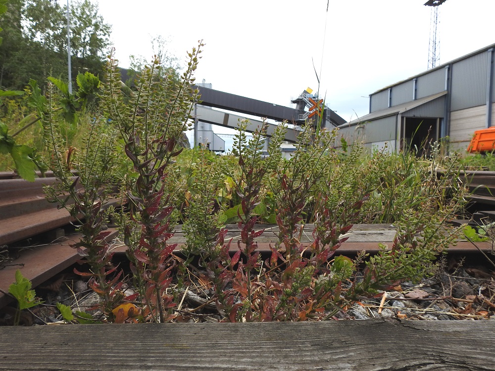 Lepidium campestre - kenttäkrassi on Suomessa hyvin harvinainen uustulokas, josta tällä vuosituhannella tehdyt havainnot painottuvat eteläisimpiin eliömaakuntiin. Suuri osa kokonaishavaintomäärästä on yli 60 vuotta vanhoja. V, Naantali, sataman viljavarastoalue, ratapohja ja sen laiteet Satamatien ja Viljatien risteyksen länsipuolella, 26.6.2019. Copyright Hannu Kämäräinen.