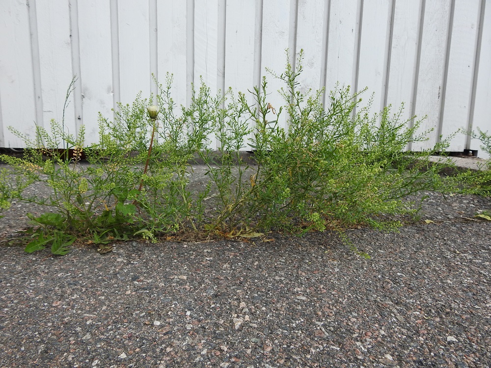 Lepidium ruderale - pihakrassin rehevän rehottavalle kasvustolle riittää hyvin halkeama asvaltissa tai kivetyksen rako. Laji on Suomessa muinaistulokas, jonka esiintymisalue yltää etelästä päin Satakunnan, Etelä-Pohjanmaan, Etelä-Hämeen ja Etelä-Savon eliömaakuntiin saakka. Laji on valtakunnallisessa mitassa harvinaistunut. Nykyhavaintojen perusteella se on runsain pääkaupunkiseudulla. Tuoreempia, valtaosin yksittäisiä uustulokastietoja on pohjoisimpana Oulun Pohjanmaan eliömaakunnasta. 22.6.2025. Copyright Hannu Kämäräinen.