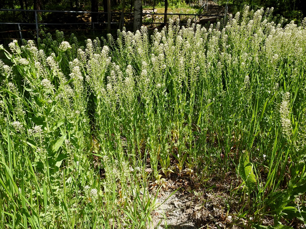 Lepidium campestre - kenttäkrassin kasvupaikkoina ovat lähinnä pellot ja muut viljelyalueet, hiekkakentät, kuivat ketorinteet, viljavarastot ja myllyalueet, satamat, radan- ja tienvarret sekä joutomaat. Vain muutama kasvupaikka on vakiintunut. Kuvassa oleva kasvusto on poikkeuksellisen tiheä ja kookas. Pisimpien yksilöiden korkeus on 70 cm. U, Helsinki, Pihlajamäki, Rapakiventien laita laajan kallioalueen juurella, 1.6.2025. Copyright Hannu Kämäräinen.