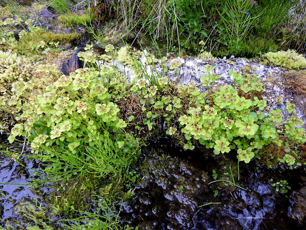 Chrysosplenium tetrandrum - lapinlinnunsilmä on monivuotinen ruoho, jonka juuristo on pienehkö mutta rönsyävä. Rönsyt ovat pinnanalaisia ja synnyttävät harvahkoja - tiheitä kasvustolaikkuja. Kuvassa olevan kasvuston tukirankana toimii lähteikköön kaatunut, lahonnut koivunrunko. KiL, Kittilä, Rouravaara, Pokantien (tie 9552) luoteispuoli, laajan Pahasvuoman suoalueen Nuutijokeen rajautuva itälaita, metsäsaarekkeen ja avoimen, vetisen suon rajalla oleva lähteikköalue, 230-235 m mpy, 7.7.2025. Copyright Hannu Kämäräinen.