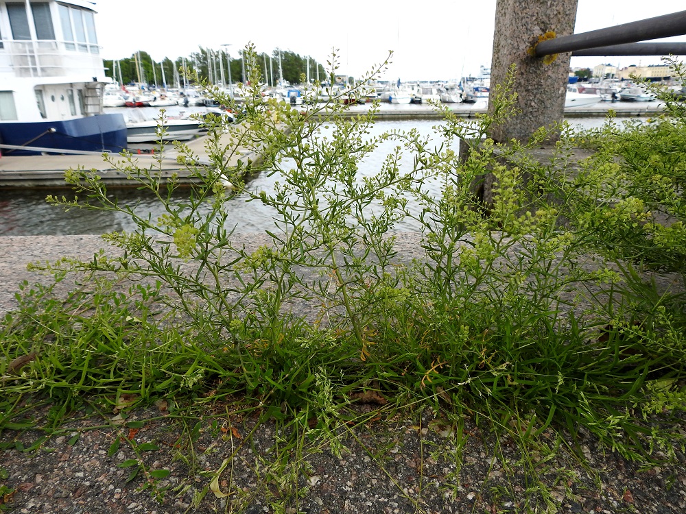 Lepidium ruderale - pihakrassi on yksivuotinen, usein ylitalvinen ja voimakashajuinen ruoho, joka on yleensä pystyhkö ja tavallisesti noin 10-30 cm korkea. U, Helsinki, Kruununhaka, Pohjoisranta-kadun laiteet Pohjoissataman Tervasaaren venelaiturin ja huoltorakennuksen lähettyvillä, 22.6.2025. Ellei toisin mainita, kuvat ovat tältä samalta kasvualueelta. Copyright Hannu Kämäräinen.