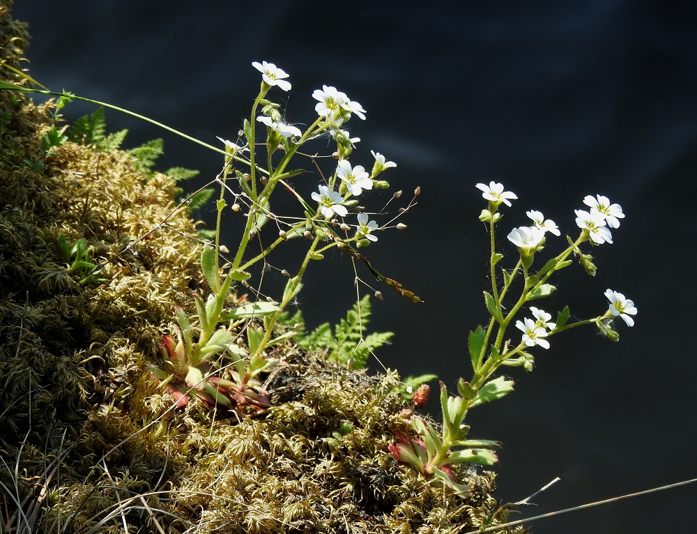 Saxifraga adscendens - kalliorikko on Suomen uhanalaisimmaksi (EN) todettu rikkolaji. Sitä esiintyy hyvin harvinaisena Varsinais-Suomen ja ehkä vielä Uudenmaankin eliömaakunnassa, mutta Etelä-Hämeen eliömaakunnasta se on todennäköisesti jo hävinnyt. Laji on kalkinvaatija, jonka kasvupaikkoina ovat kuivat sekä ohuthumuksiset kalliorinteet. Kalliorikko on rauhoitettu ja erityisesti suojeltava laji. V, Lohja, Karjalohja, Lohjansaari, Maila, Lohjanjärven jyrkkä rantakallio veden äärellä, luonnonsuojelualue, 30.5.2025. Ellei toisin mainita, kuvat ovat tältä samalta kasvupaikalta. Copyright Hannu Kämäräinen.