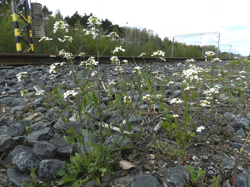 Arabidopsis arenosa - hietalituruoho on yleensä noin 15-40 cm korkea. Kasvukauden jatkuessa lähes kaikista yksilöistä tulee monivartisia. Varret ovat yläosastaan mutta usein lähes koko mitaltaan haarovat. Laji on uustulokas, joka jatkosodan aikana 1940-luvulla levittäytyi saksalaisten huoltokuljetusten mukana laajahkosti Pohjois-Suomeen ja vakiintui. Sittemmin se on levittäytynyt ja paikoin vakiintunutkin myös eteläiseen Suomeen. Levinneisyys noudattelee yhä rata- ja tieverkostoa, joka tarjoaa tälle karujen kasvupaikkojen spesialistille määrättömästi sopivaa elintilaa. EH, Janakkala, Turenki, ratapiha-alue radan itäpuolella, 20.5.2012. Copyright Hannu Kämäräinen.