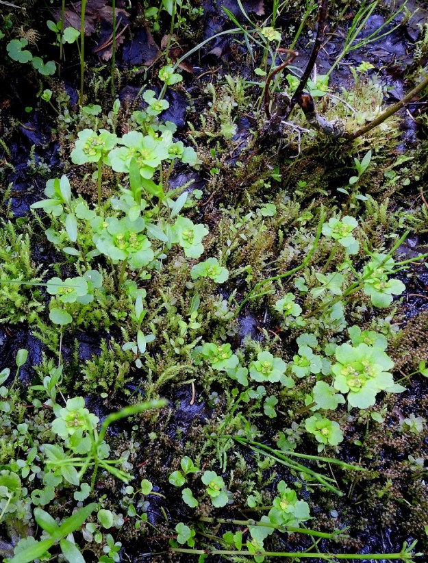 Chrysosplenium tetrandrum - lapinlinnunsilmä on hento ja pienehkö kasvi, jonka aluslehdet ovat tavallisesti vain noin 3-8 mm pitkät ja noin 5-10 mm leveät ja jäävät helposti huomaamatta toisin kuin kevätlinnunsilmällä, C. alternifolium, jonka aluslehdet ovat noin 18-35 mm pitkät ja noin 20-40 mm leveät. KiL, Kittilä, Kiistala, Kiistalantien (tie 9552) itäpuoli, tien alittavan Hanhiojan varren vetiset, lettoiset ja lähteikköiset suoalueet Kevuvaaran ja Karhakistolaen välissä, suon ylittävän sähkölinjan luoteispuolella, suoalueen laitarämeellä oleva lähteikköalue, n. 200 m mpy, 7.7.2025. Copyright Hannu Kämäräinen.