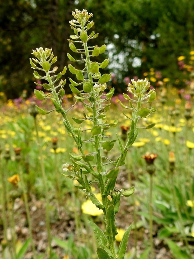 Lepidium campestre - kenttäkrassin kukinto on varren ja haarojen kärjessä terttumaisesti. Samaan aikaan, kun tertun kärkiosa kukkii, alemmat osat ovat jo eriasteisesti hedelmävaiheessa. Aluksi varren latvassa on vain muutama haara. EH, Nokia, Sarpatti, Maatialanharjun länsipää, Nokianvaltatien reunaan rajoittuva harjun alarinne, 12.6.2019. Copyright Hannu Kämäräinen.