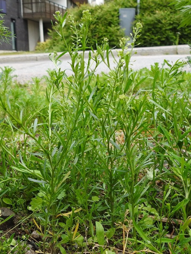 Lepidium neglectum - rikkakrassi on kotoisin Pohjois-Amerikasta, kuten sen läheisin ja monin kerroin yleisempi sekä laaja-alaisempi laji, ratakrassi, L. densiflorum. Rikkakrassia pidettiinkin pitkään ratakrassin alalajina, kunnes se taas nostettiin lajitasolle. Vieläkin se joissakin lähteissä sisällytetään ratakrassiin. 22.6.2025. Copyright Hannu Kämäräinen.