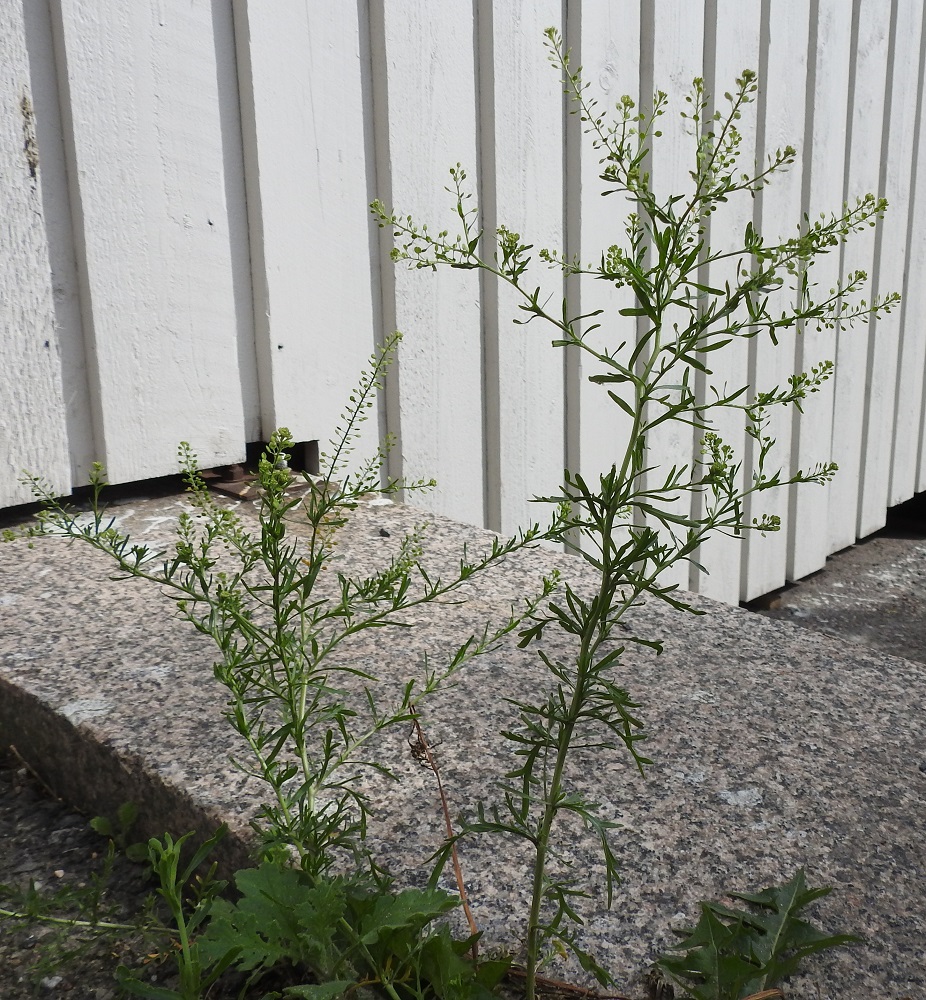Lepidium ruderale - pihakrassi haaroo aluksi vain yläosastaan. Tällöin se muistuttaa valtakunnallisesti selvästi yleisempää pohjoisamerikkalaista tulokasta, ratakrassia, L. densiflorum. Haaromistapa ja -kulma kuitenkin poikkeavat. Ratakrassilla yläosaan sijoittuvat haarat nousevat kynttilänjalkamaisesti kaareutuen. 22.6.2025. Copyright Hannu Kämäräinen.