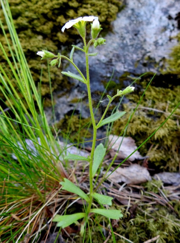 Saxifraga adscendens - kalliorikko on kaksivuotinen ja tavallisesti noin 5-25 cm korkea ruoho, joka on usein yksivartinen. 30.5.2025. Copyright Hannu Kämäräinen.