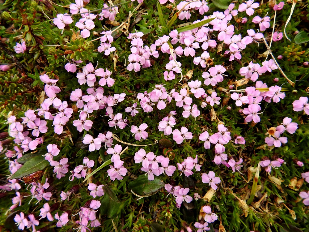Silene acaulis - tunturikohokin vanhoihin varsiin kasvaa vuosittain uusi, noin 2-4 cm pitkä verso. Versot ovat yksikukkaisia. Kukan teriö on väriltään useimmiten vaaleanpunainen tai vaalean sinipunainen. EnL, Enontekiö, Kilpisjärvi, Saanan luoteisrinne, tunturipaljakka, 745 m mpy, 5.7.2018. Copyright Hannu Kämäräinen.