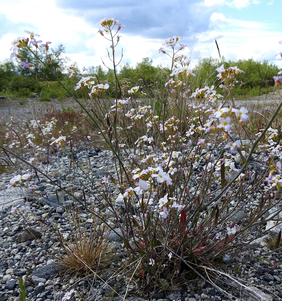 Arabidopsis arenosa - hietalituruohon yksilötuppaissa voi lopulta olla tiiviinä ryhmänä jopa kymmeniä varsia. EnL, Enontekiö, Pousu, Pousujärvi, Käsivarrentien (tie 21) varsi Oikovuopio-järven eteläpuolella, soranottoalueelle lähtevän tien piennar, 455 m mpy, 6.7.2025. Copyright Hannu Kämäräinen.