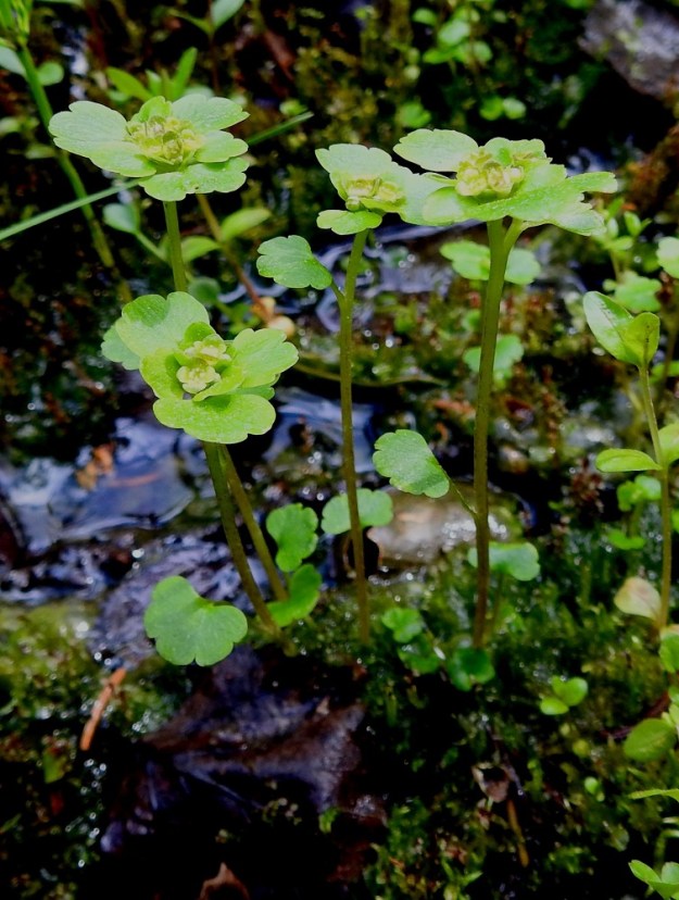 Chrysosplenium tetrandrum - lapinlinnunsilmä on pysty ja yleensä noin 5-15 cm korkea. Varsilehtiä on useimmiten yhdestä kolmeen. KiL, Kittilä, Kiistala, Kiistalantien (tie 9552) itäpuoli, tien alittavan Hanhiojan varren vetiset, lettoiset ja lähteikköiset suoalueet Kevuvaaran ja Karhakistolaen välissä, suon ylittävän sähkölinjan luoteispuolella, suoalueen laitarämeellä oleva lähteikköalue, n. 200 m mpy, 7.7.2025. Copyright Hannu Kämäräinen.