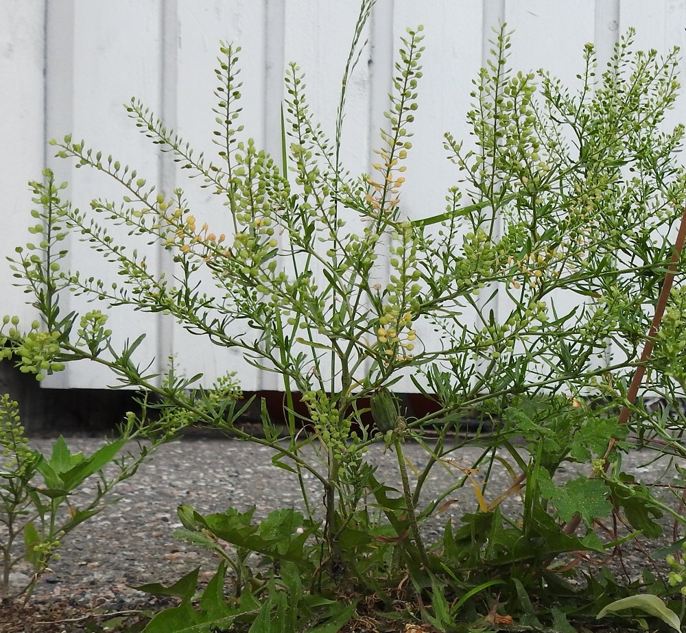 Lepidium ruderale - pihakrassiin alkaa nopeasti kehittyä pitkiä, toistuvasti haarautuvia ja laajasti harottavia haaroja myös tyviosaan niin, että yksilöt ovat pituuttaan leveämpiä. 22.6.2025. Copyright Hannu Kämäräinen.