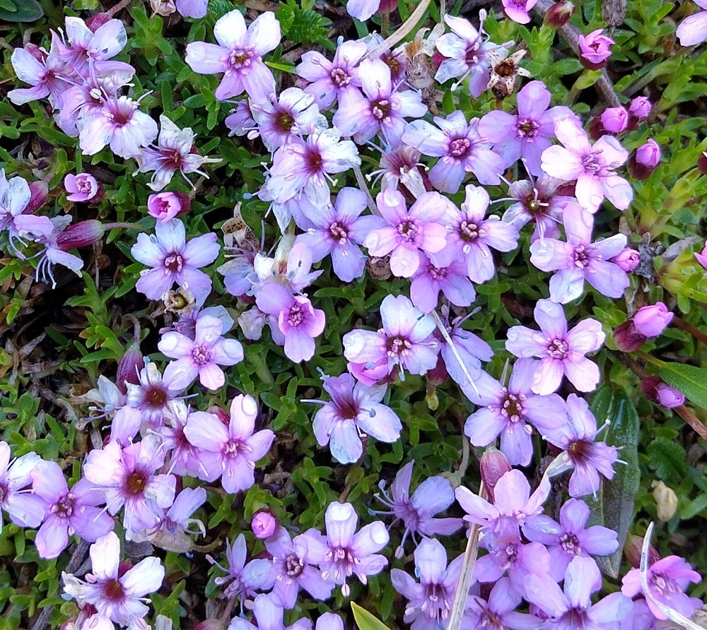 Silene acaulis - tunturikohokin kaksineuvoisten kukkien teriö on läpimitaltaan tavallisesti noin 10-15 mm. Terälehtiä on viisi, ja ne ovat kapean vastapuikeat, yleensä noin 9-12 mm pitkät ja kärkiosastaan noin 2-3 mm leveät. Kukissa kehittyvät ensin heteet ja vasta niiden kuihtuessa emit. Tämä estää tehokkaasti lajille hyödyttömän itsepölytyksen. EnL, Enontekiö, Kilpisjärvi, Saanan luoteisrinne n. 30 m lounaisen pahtaseinämän reunasta itään, tunturipaljakka, 735 m mpy, 5.7.2025. Copyright Hannu Kämäräinen.